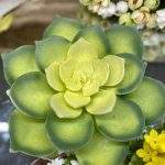 Candela Galleggiante Echeveria Grande